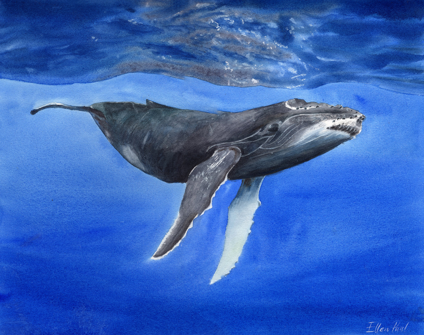 Underwater Whale